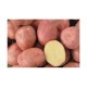 CLAYETTE DESIREE 100 PLANTS