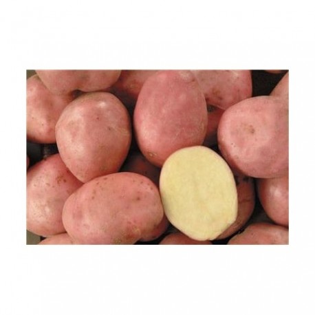 CLAYETTE DESIREE 100 PLANTS