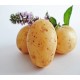 CLAYETTE MARABEL 100 PLANTS