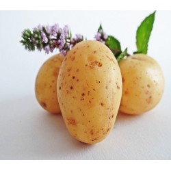 CLAYETTE MARABEL 100 PLANTS