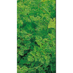 CAILLARD CERFEUIL FRISE [B]