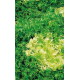 CAILLARD CHICOREE FRISEE MEAUX [B]