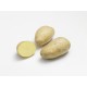 CLAYETTE MONALISA 100 PLANTS