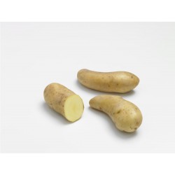 CLAYETTE RATTE 60 PLANTS