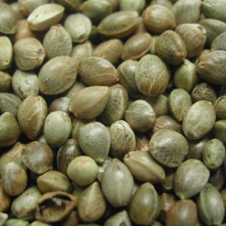 CHENEVIS MOYEN (CHANVRE) 20KG