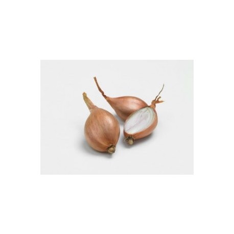 ECHALOTTES JERMOR 5KG (longues)