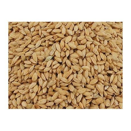 RIZ PADDY 20KG