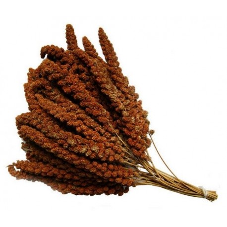 MILLET EN GRAPPE ROUGE 1KG