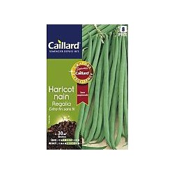 CAILLARD HARICOT NAIN REGALIA [8]