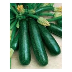 CAILLARD COURGETTE VERTE NON COUREUSE MARAICH. [B]