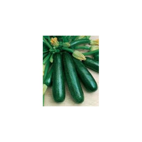 CAILLARD COURGETTE VERTE NON COUREUSE MARAICH. [B]