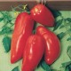 CAILLARD TOMATE CORNUE DES ANDES [D]