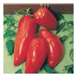 CAILLARD TOMATE CORNUE DES ANDES [D]