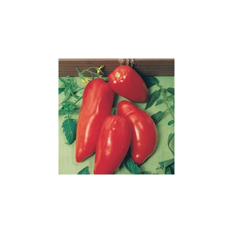 CAILLARD TOMATE CORNUE DES ANDES [D]