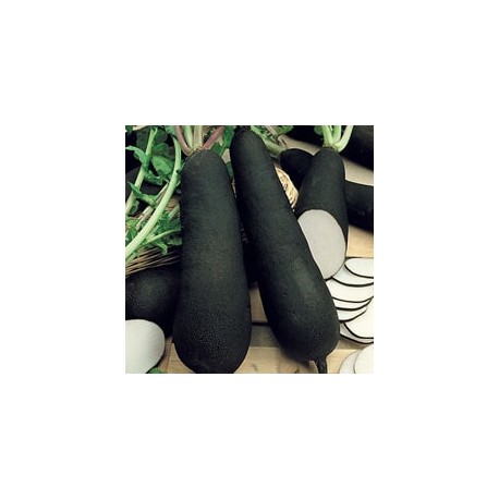 CAILLARD RADIS RAVE NOIR LONG [D]