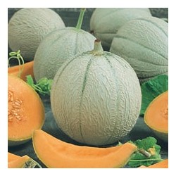 CAILLARD MELON PANCHITO [G]