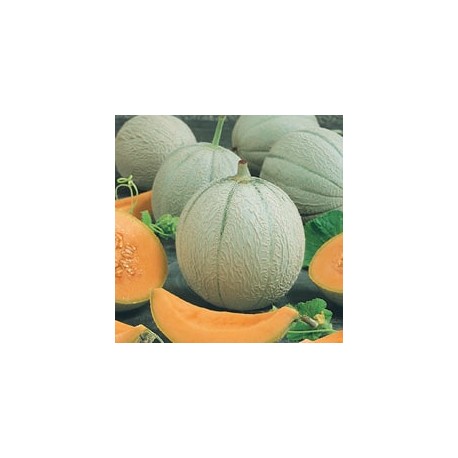 CAILLARD MELON PANCHITO [G]