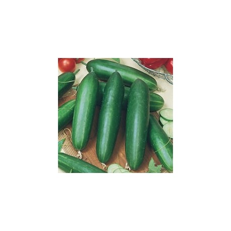 CAILLARD CONCOMBRE VERT LONG [B]