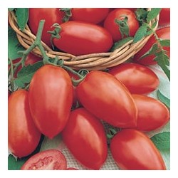 CAILLARD TOMATE ROMA VF [B]