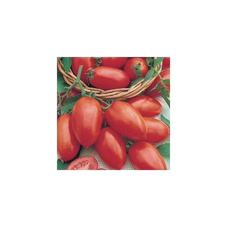 CAILLARD TOMATE ROMA VF [B]