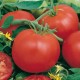 CAILLARD TOMATE MONTFAVET 63/5 [D]