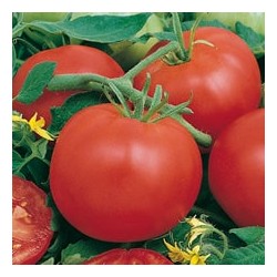 CAILLARD TOMATE MONTFAVET 63/5 [D]