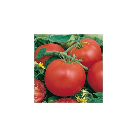 CAILLARD TOMATE MONTFAVET 63/5 [D]