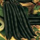 CAILLARD HARICOT NAIN PURPLE QUEEN [7]