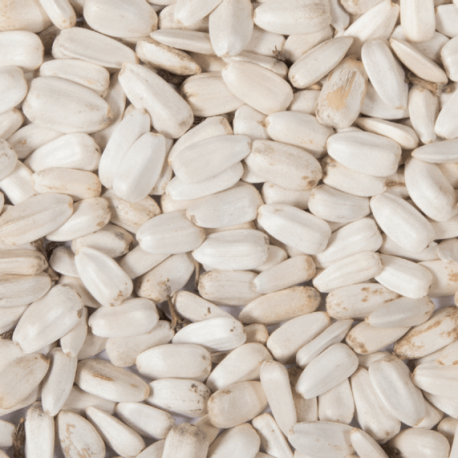 TOURNESOL BLANC 10KG