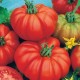 CAILLARD TOMATE CONQUISTA HYBRIDE F1 [G]