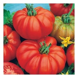 CAILLARD TOMATE CONQUISTA HYBRIDE F1 [G]