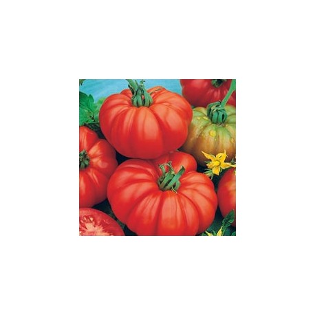 CAILLARD TOMATE CONQUISTA HYBRIDE F1 [G]