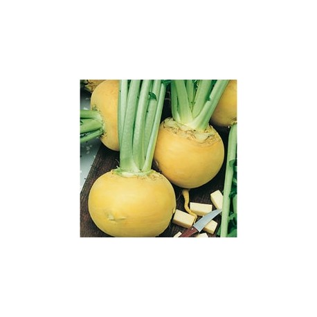 CAILLARD NAVET JAUNE BOULE OR [D]
