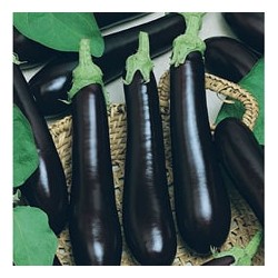 CAILLARD AUBERGINE DE BARBENTANE [B]