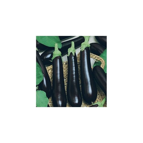 CAILLARD AUBERGINE DE BARBENTANE [B]