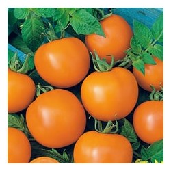 CAILLARD TOMATE ORANGE QUEEN [D]