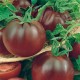 CAILLARD TOMATE NOIRE RUSSE [D]