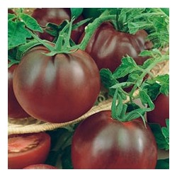 CAILLARD TOMATE NOIRE RUSSE [D]