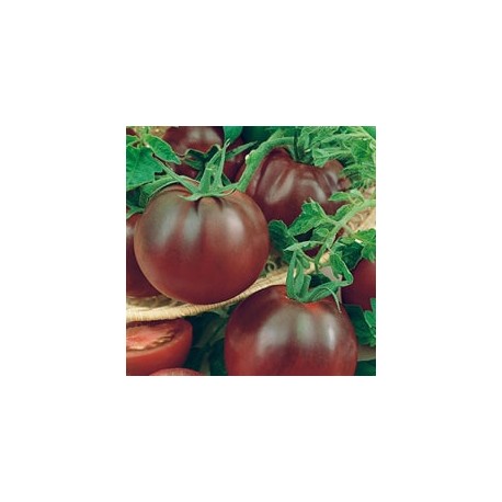 CAILLARD TOMATE NOIRE RUSSE [D]