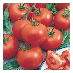 CAILLARD TOMATE SAINT-PIERRE [B]