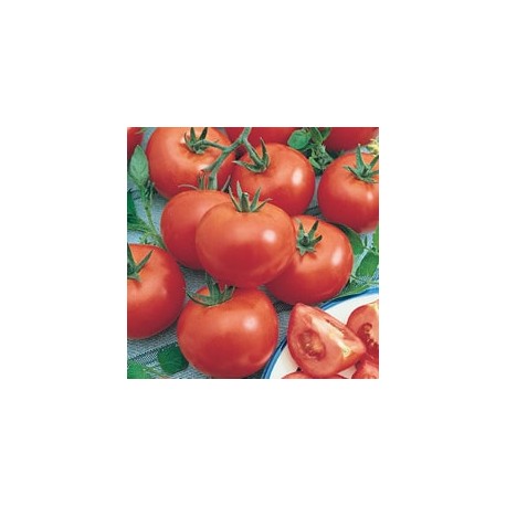 CAILLARD TOMATE SAINT-PIERRE [B]