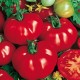 CAILLARD TOMATE MARMANDE VF [B]