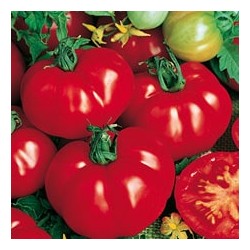 CAILLARD TOMATE MARMANDE VF [B]