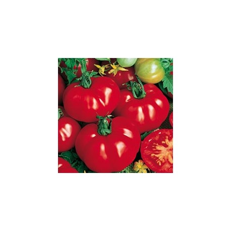 CAILLARD TOMATE MARMANDE VF [B]
