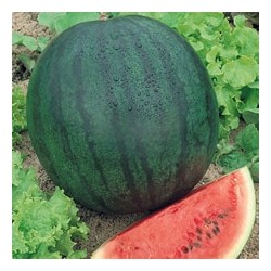 CAILLARD MELON D'EAU (PASTEQUE) SUGAR BABY [D]