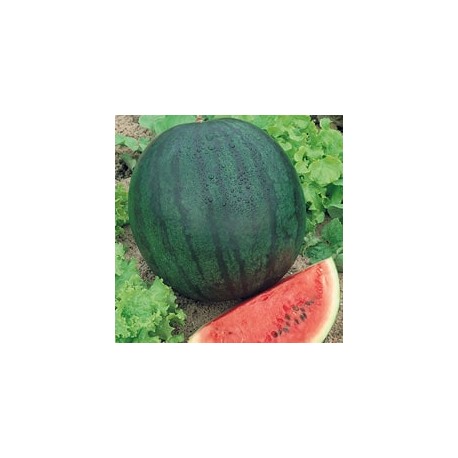 CAILLARD MELON D'EAU (PASTEQUE) SUGAR BABY [D]