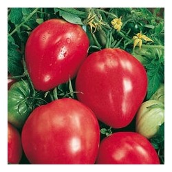 CAILLARD TOMATE COEUR DE BOEUF [D]