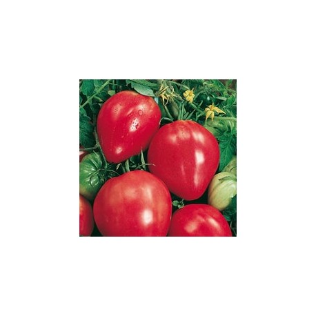 CAILLARD TOMATE COEUR DE BOEUF [D]