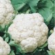 CAILLARD CHOU-FLEUR MERVEILLES TOUTES SAISONS [B]
