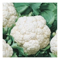 CAILLARD CHOU-FLEUR MERVEILLES TOUTES SAISONS [B]